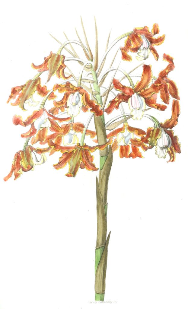 Crisp Flowered Schomburgkia