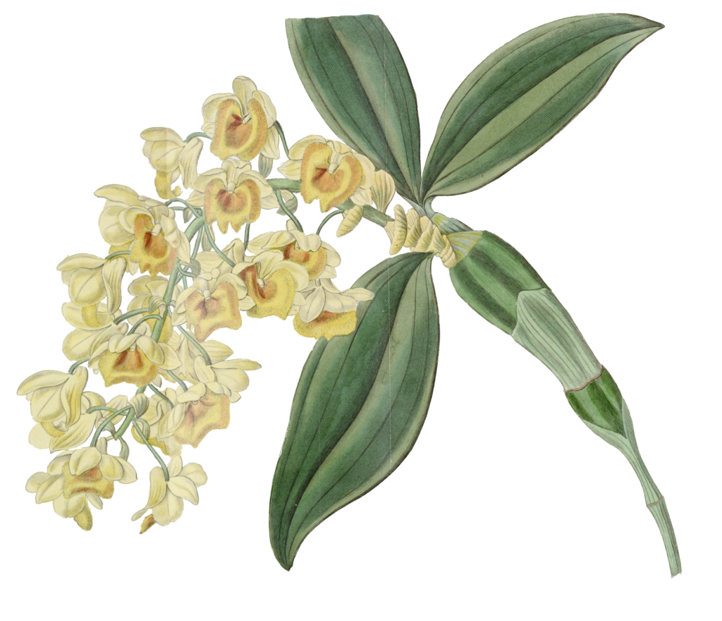Dense Flowered Dendrobium