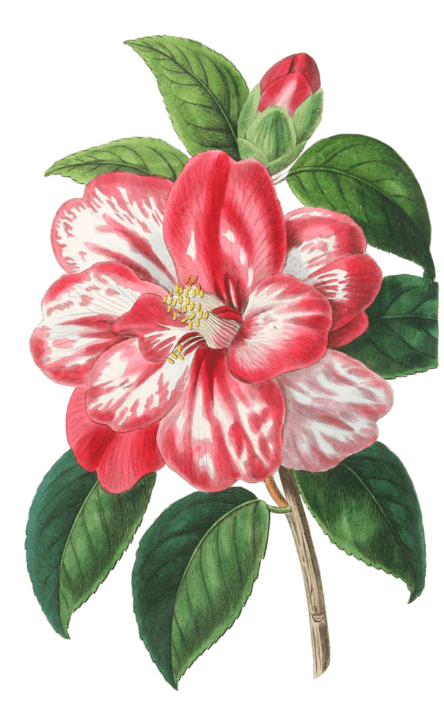 Donckelaers Japan Camellia