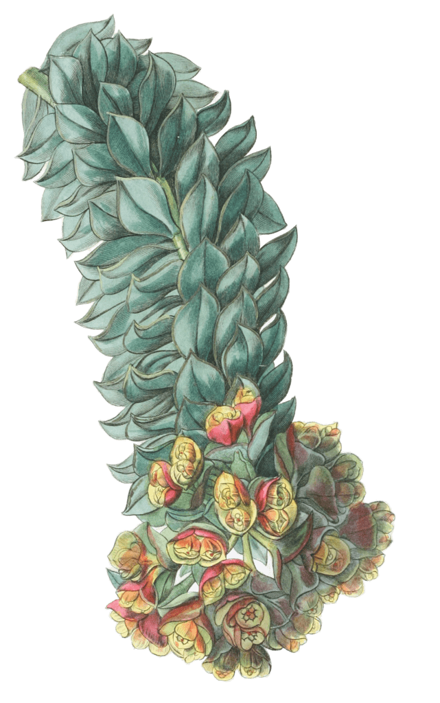 Double Glanded Euphorbia