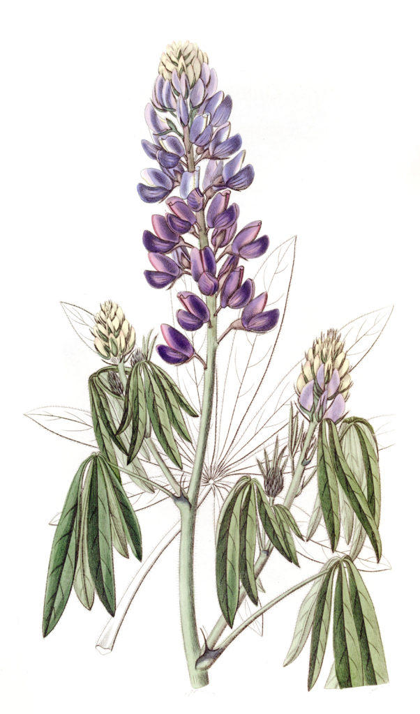 Drooping leaved Lupine