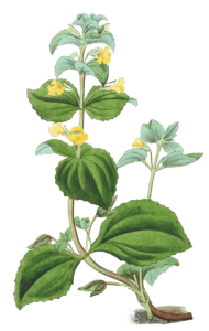 Dwarf Yellow Monkey Flower