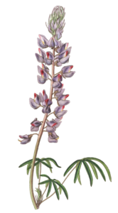 Fine Leaved Lupin