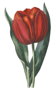 Gesners Tulip