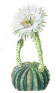 Glaucous Sweet scented Porcupine Cactus
