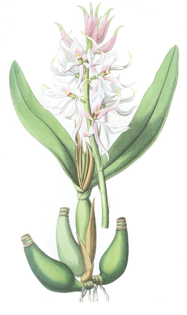 Glumaceous Epidendrum