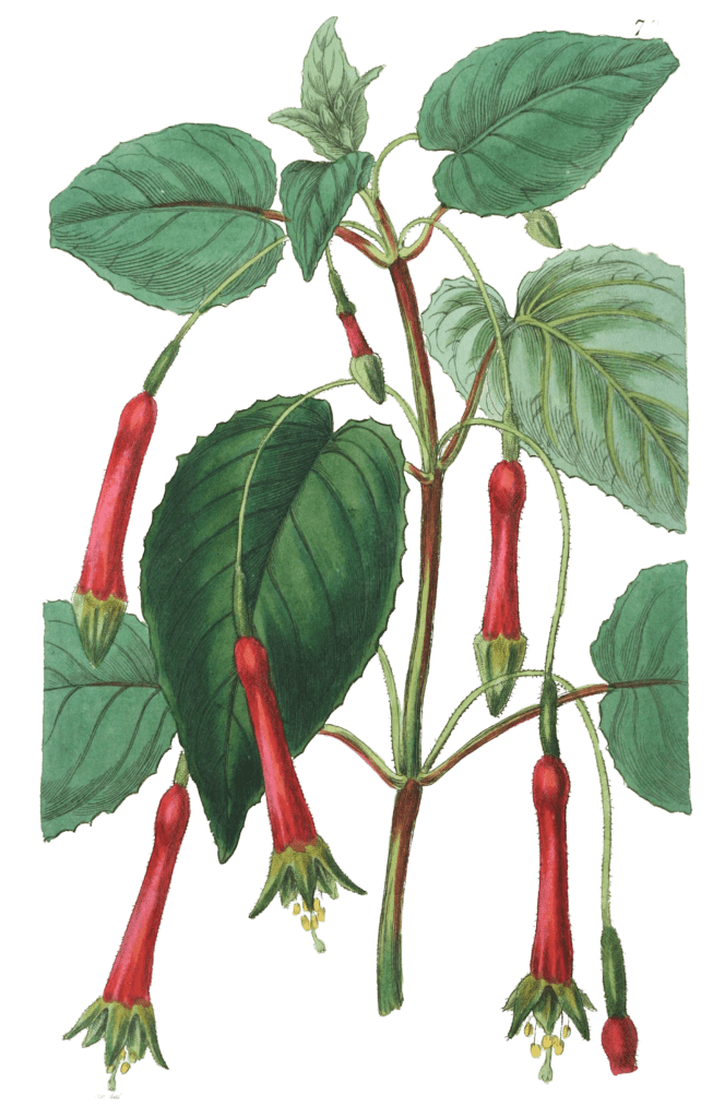 Heart Leaved Fuchsia