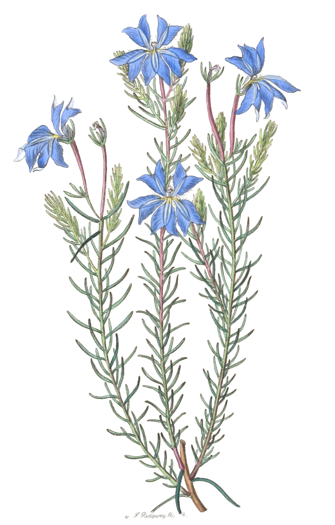 Large Blue Leschenaultia