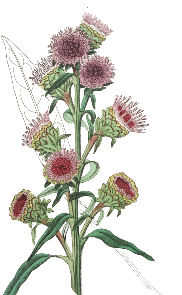 Large Flowered Liatris