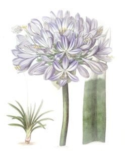 Large flowered African Blue Lily