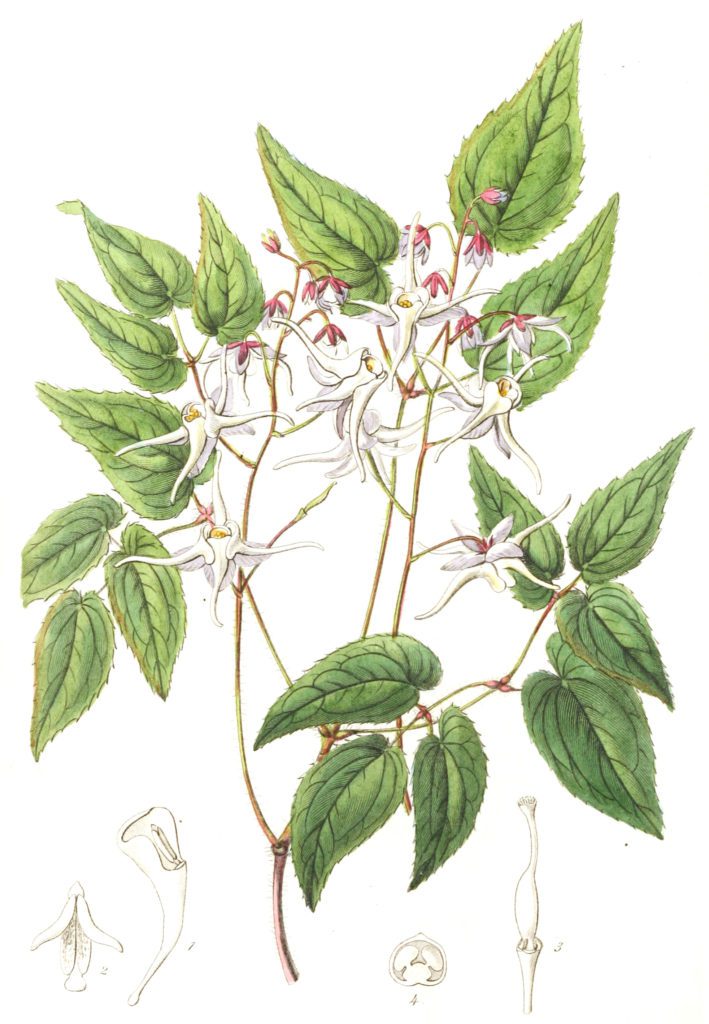 Large flowered Epimedium