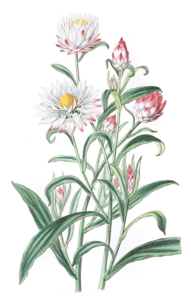 Large flowered Helichrysum
