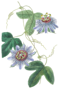 Lieut Sulivans Passion Flower