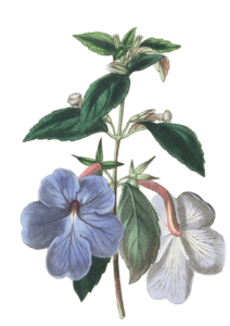 Long Flowered Achimenes
