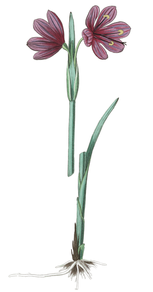 Long Flowered Sisyrinchium