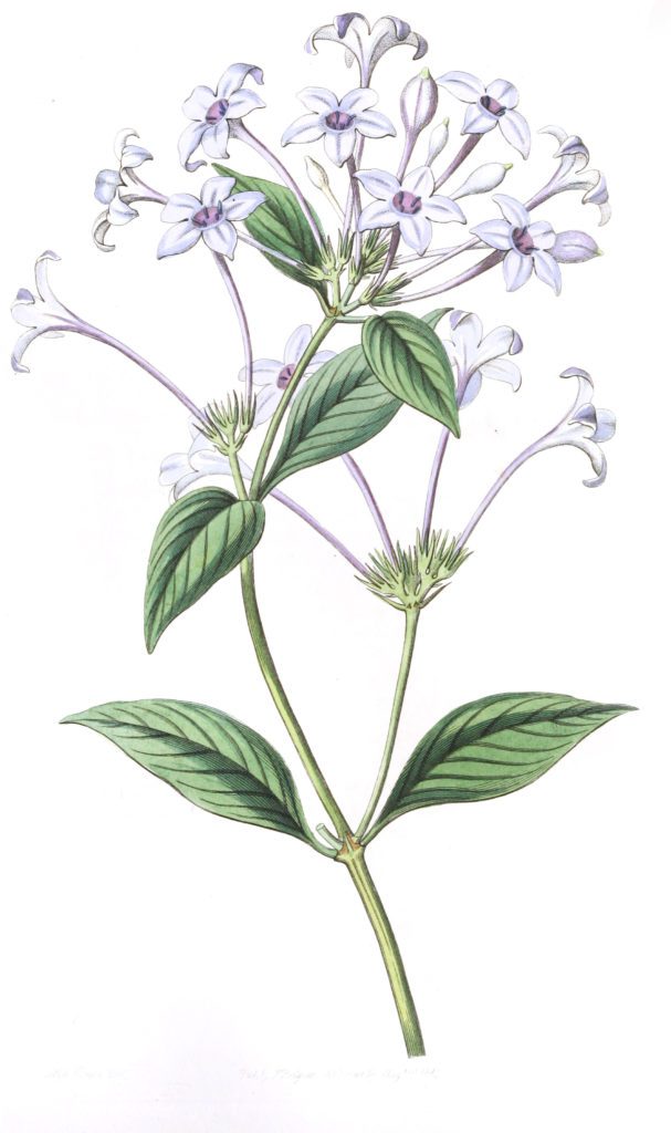 Long flowered Rondeletia