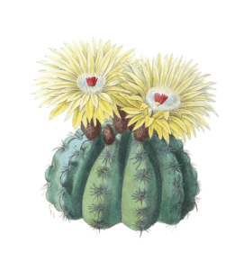 Mr Ottos Spiny Cactus