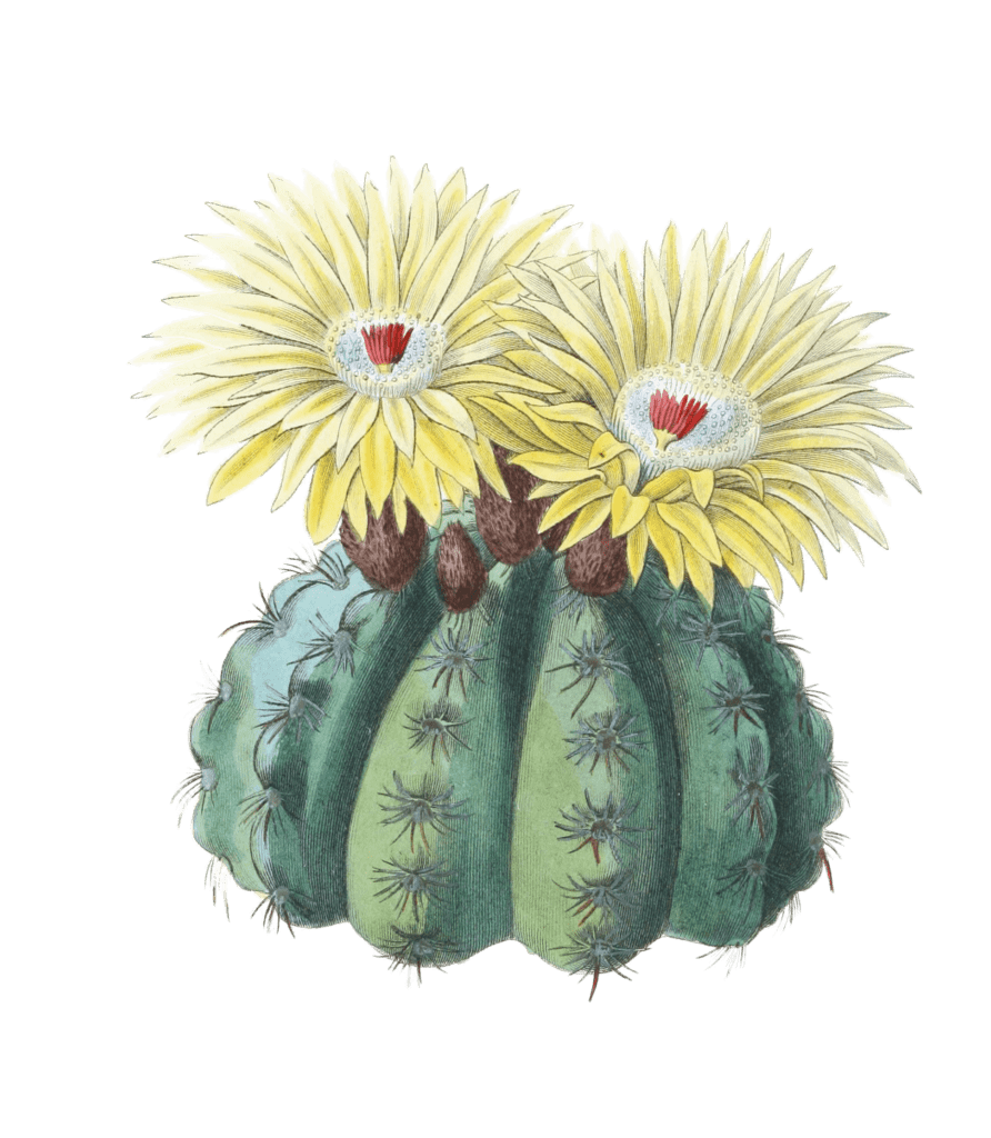 Mr Ottos Spiny Cactus