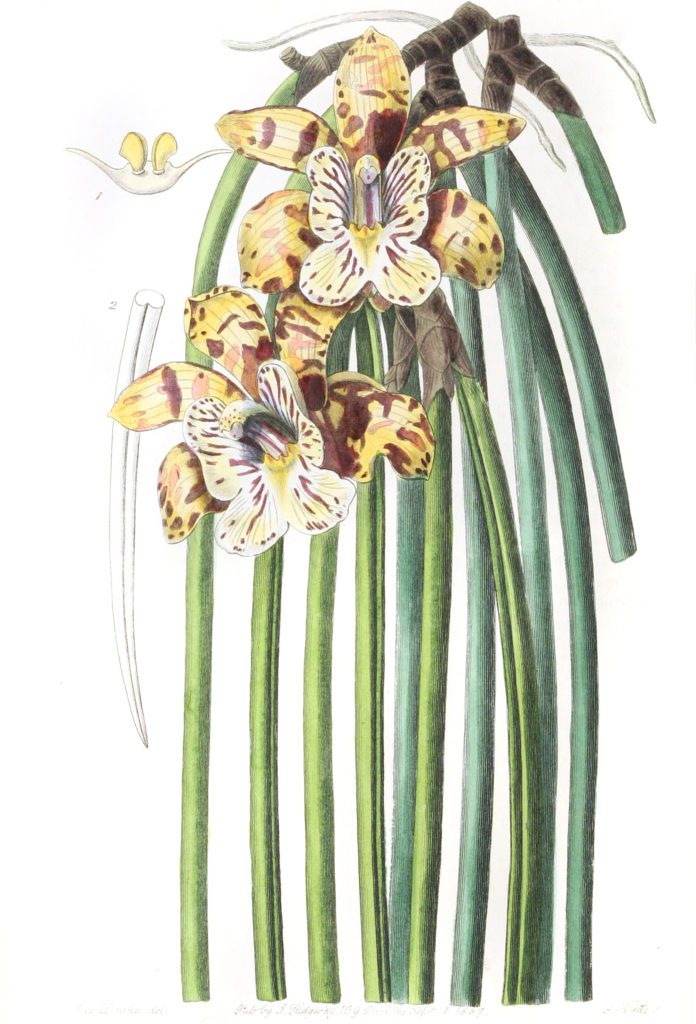 Mr. Steels Maxillaria