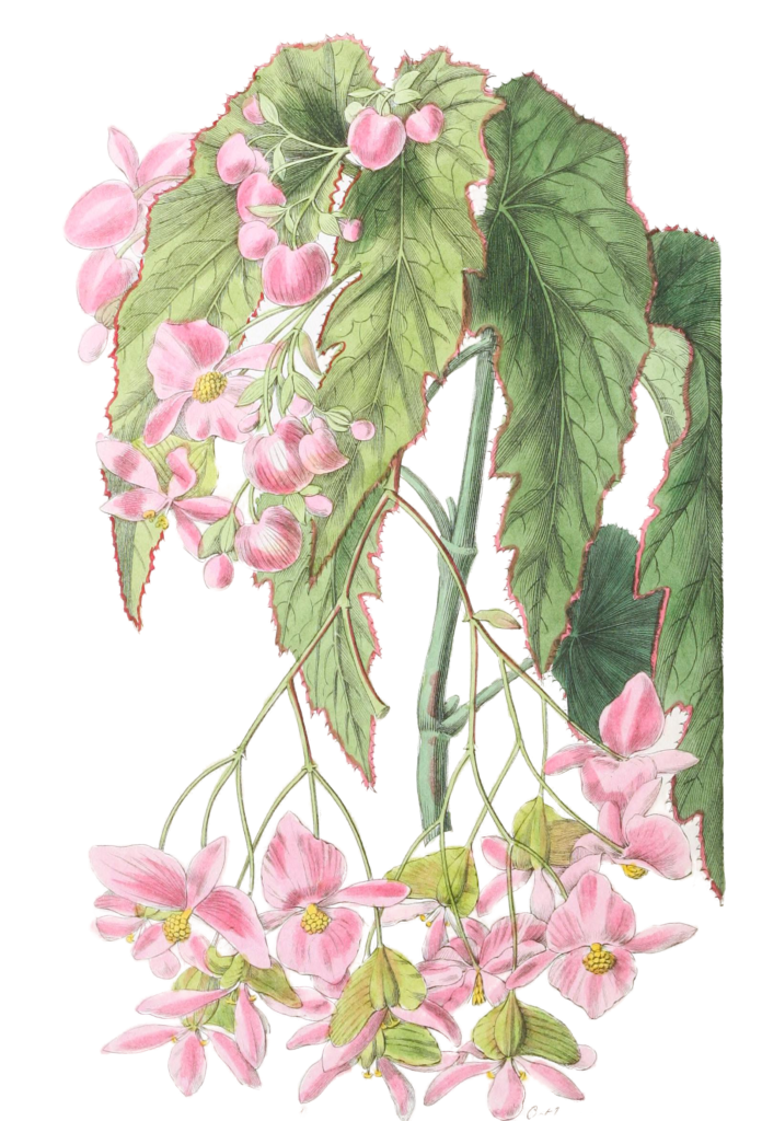 Noble Flowered Begonia