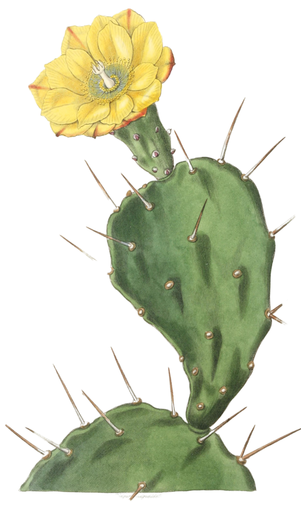 One Spined Opuntia