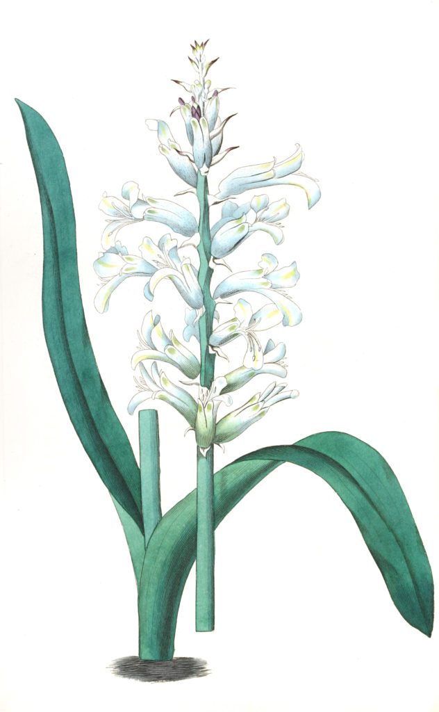 Pale Blue Flowered Lachenalia