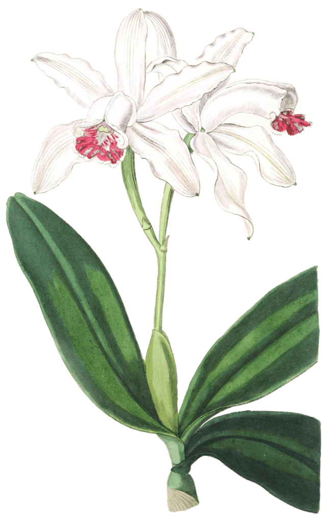 Pale Flowered Intermediate Cattleya