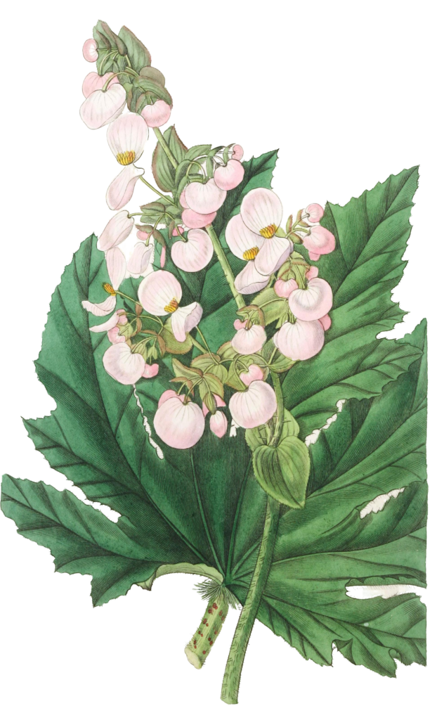Parsnip Leaved Begonia