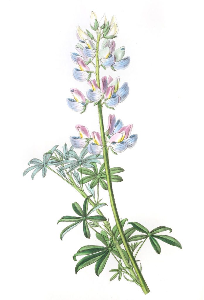 Party coloured Lupine