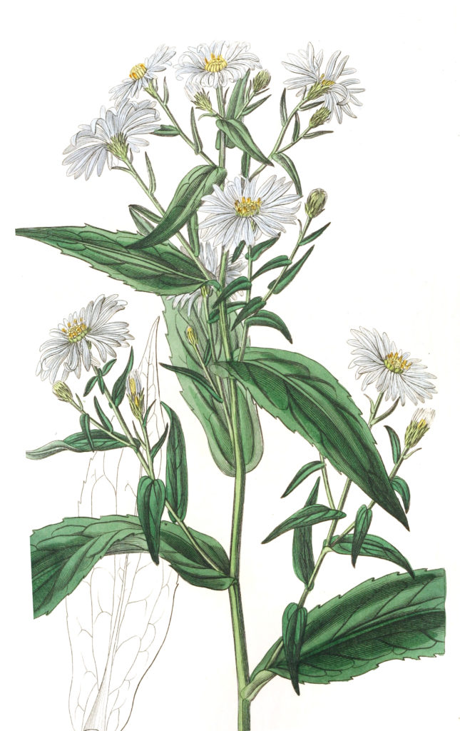 Pure white Lofty Aster