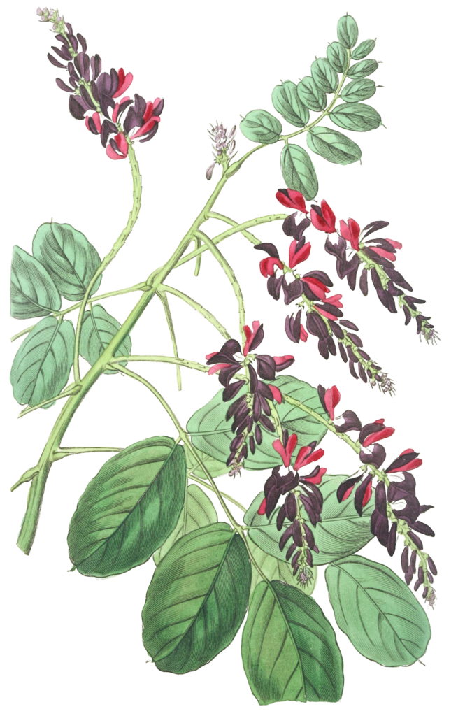 Purple Flowered Indigo Plant