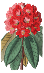 Rhododendron Rollissonii
