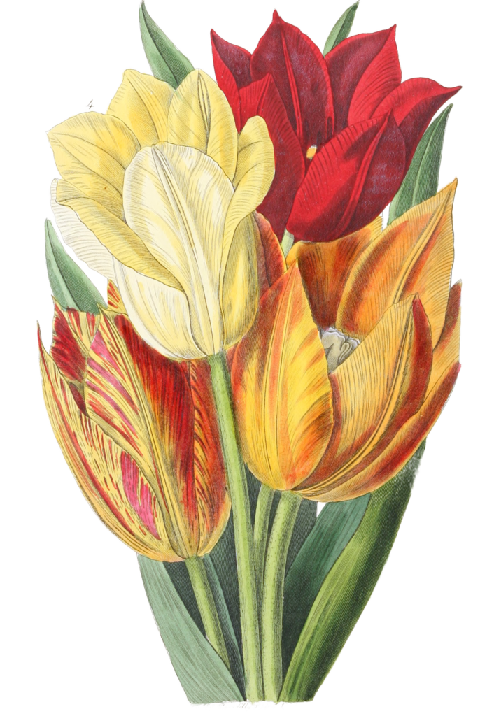 Vintage Tulip Illustrations, - Free Vintage Illustrations