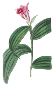 Sessile Flowered Sobralia