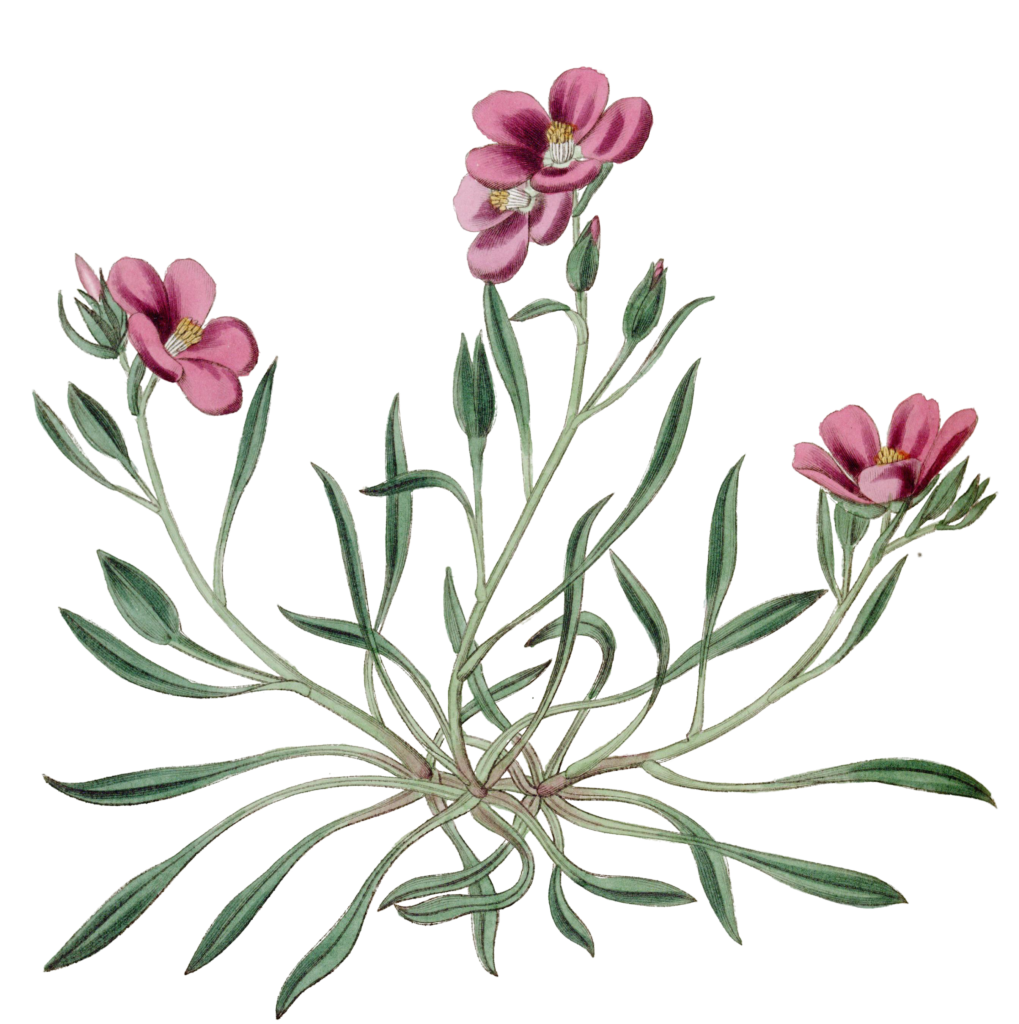 Shewy Calandrinia Flower