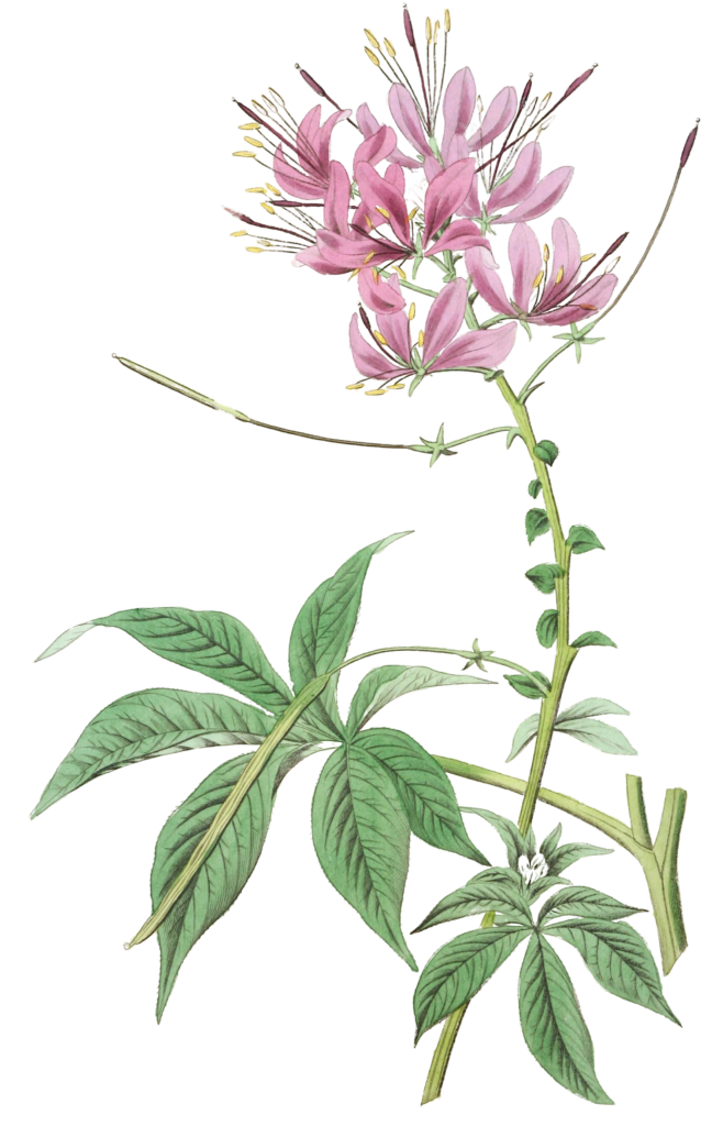 Shewy Cleome