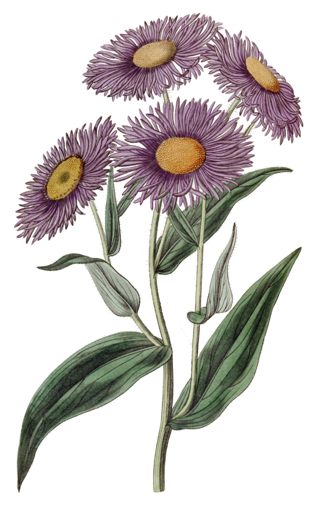 Shewy Stenactis Flower