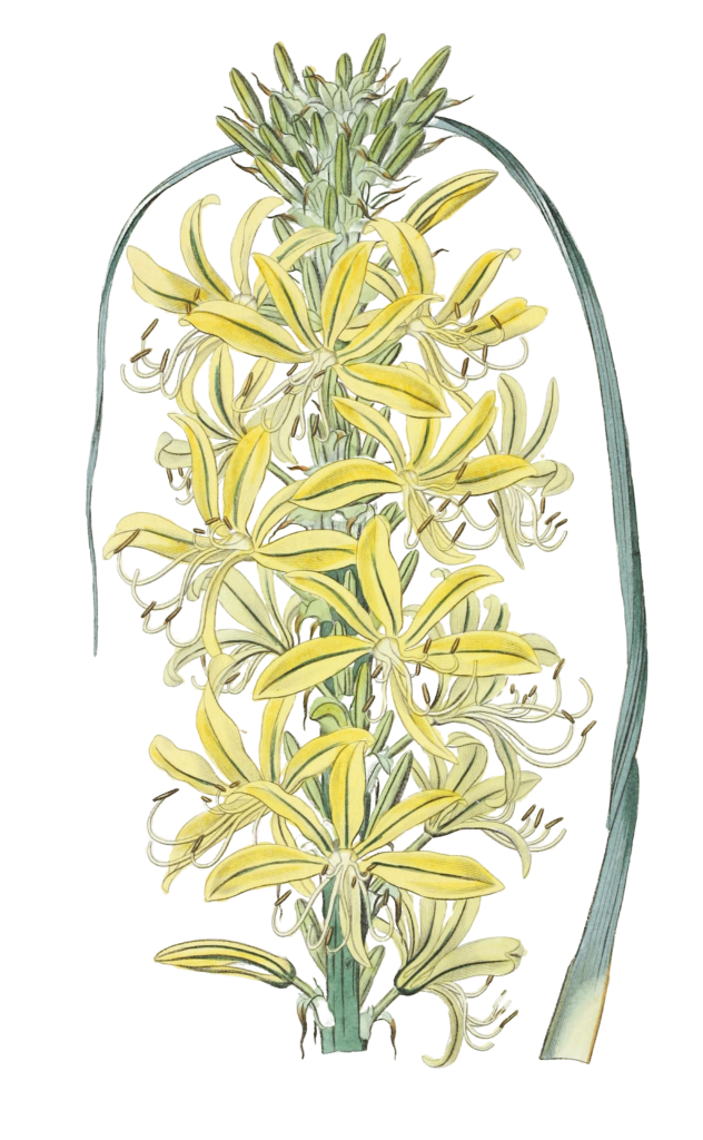 Siberian Yellow Asphodel