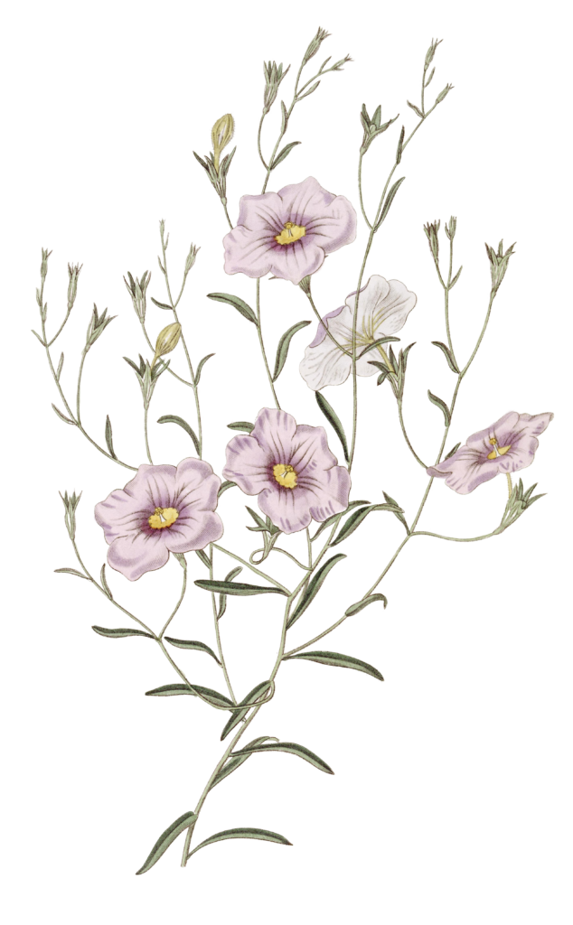 Slender Stemmed Nierembergia Flower
