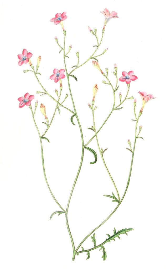 Slender flowered Gilia