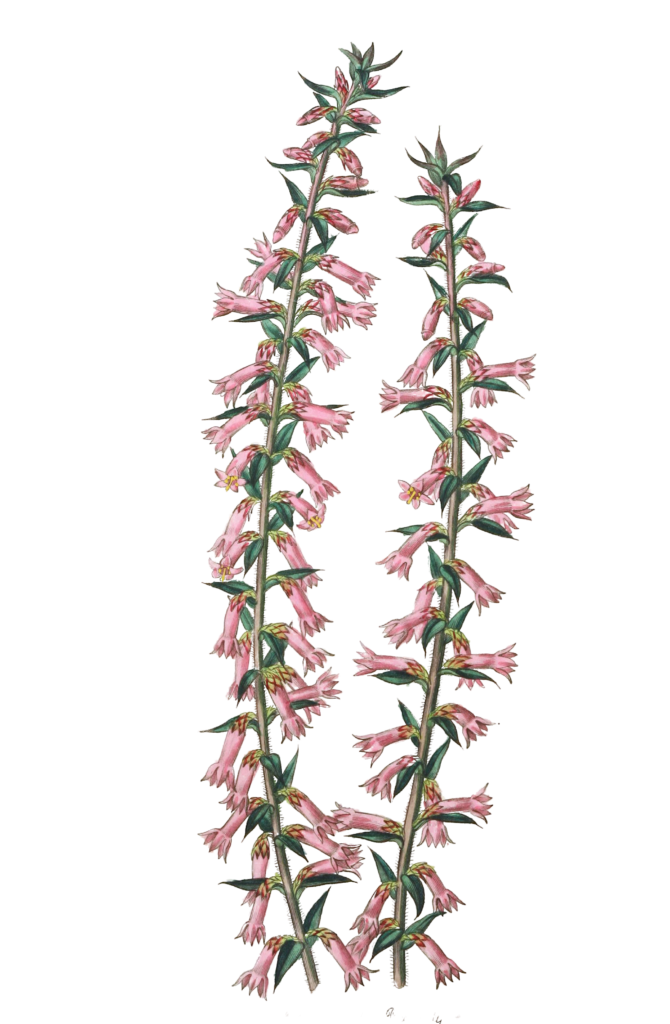Small Flowered Pitted Epacris
