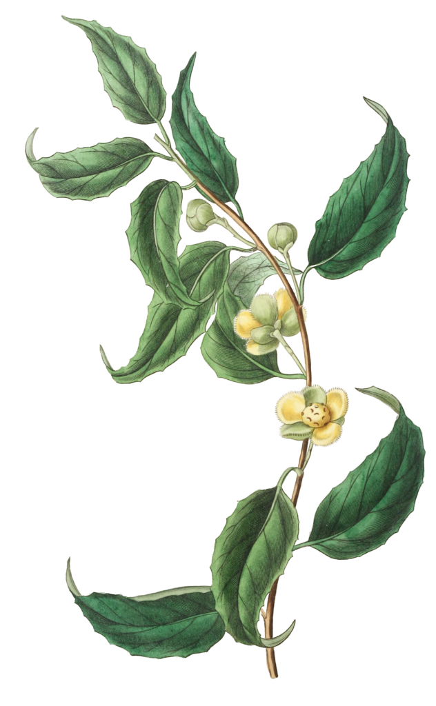 Small Flowered Sphaeostema