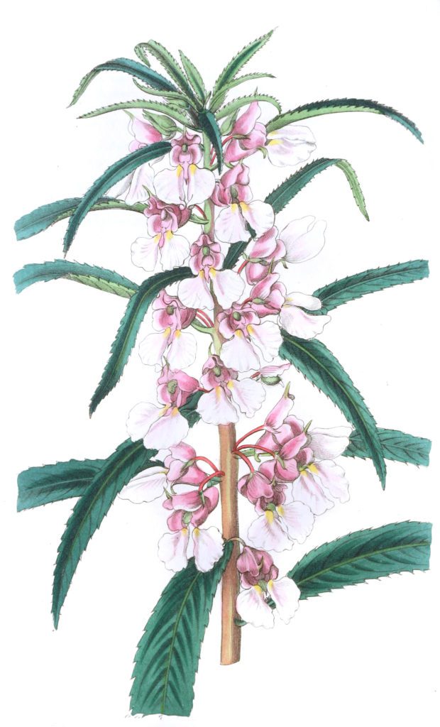 Small Pink Balsam