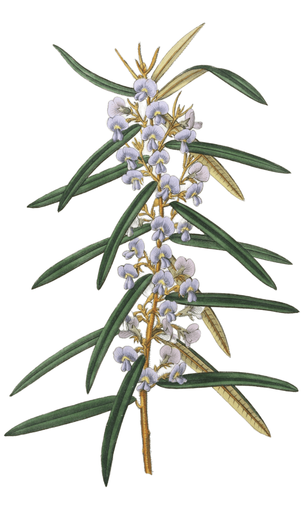 Spikeletted Hovea