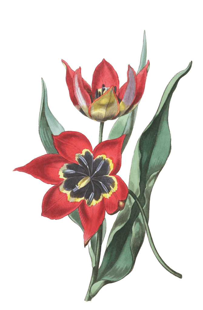 Strong Smelling Tulip