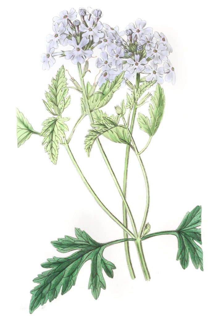 Sweet LIlac Vervain