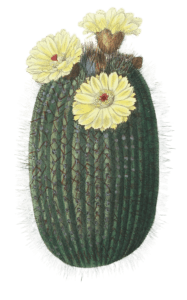 The Broom Cactus