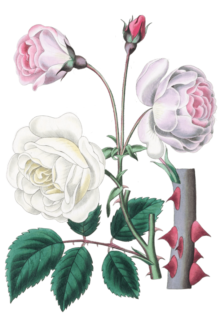 The Ruga Rose