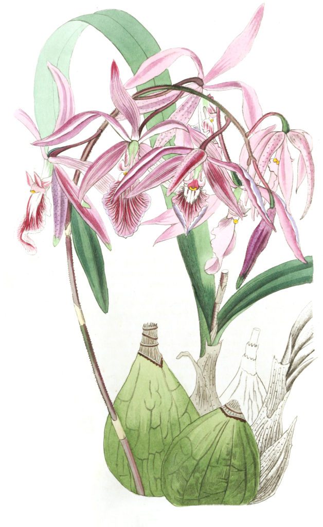 Warted Epidendrum