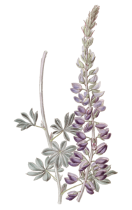 White Leaved Lupine Flower